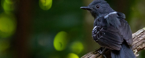 Belize Karst Habitat Conservation bird