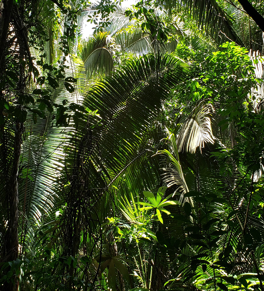 Belize Karst Habitat Conservation forest