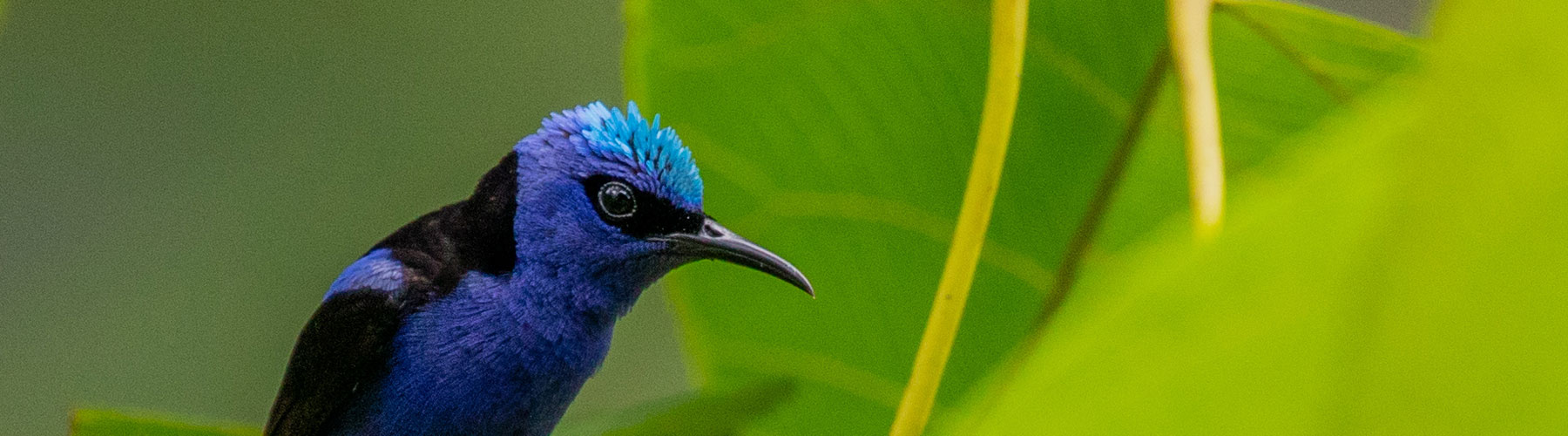 Belize Karst Habitat Conservation bird