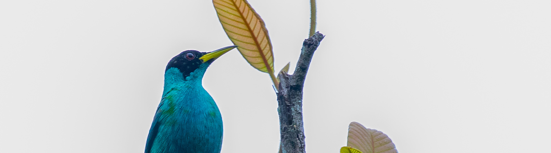 Belize Karst Habitat Conservation Birds