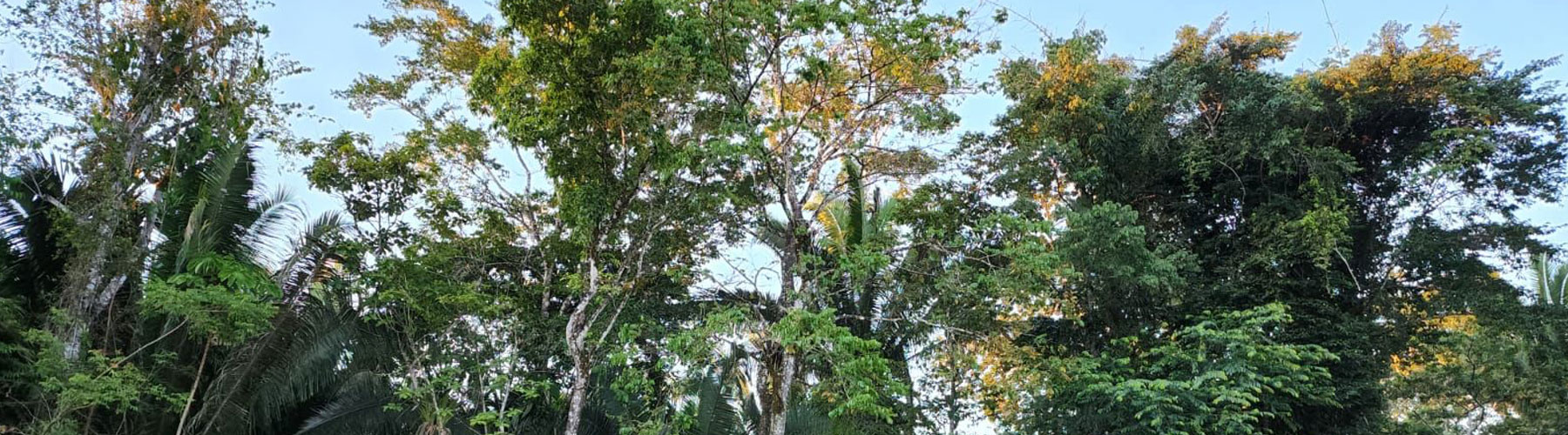 Belize Karst Habitat Conservation forest