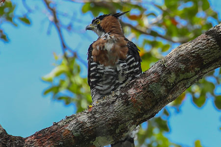 Belize Karst Habitat Conservation Protection