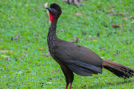 Belize Karst Habitat Conservation Protection