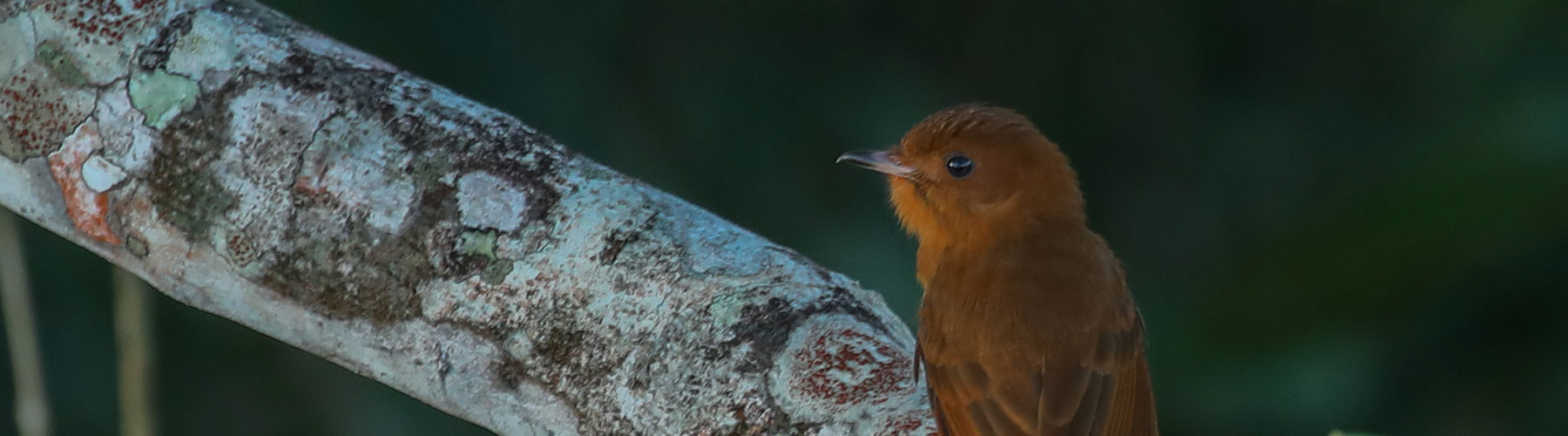 Belize Karst Habitat Conservation bird