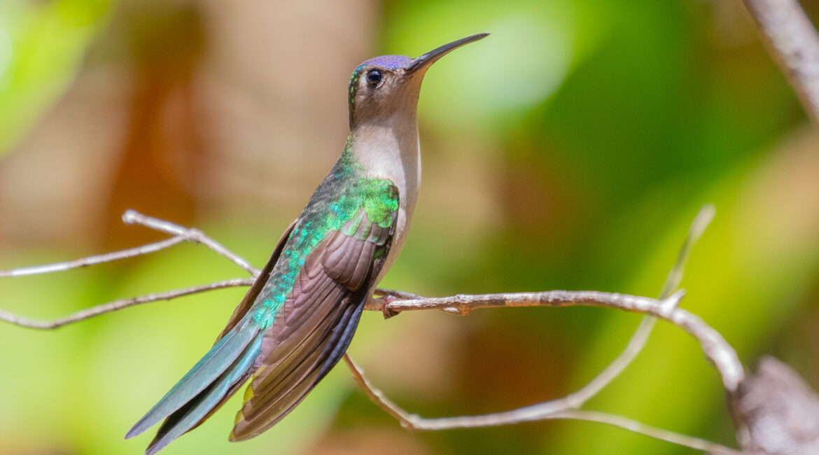 Wedge-tailed Sabrewing (1)