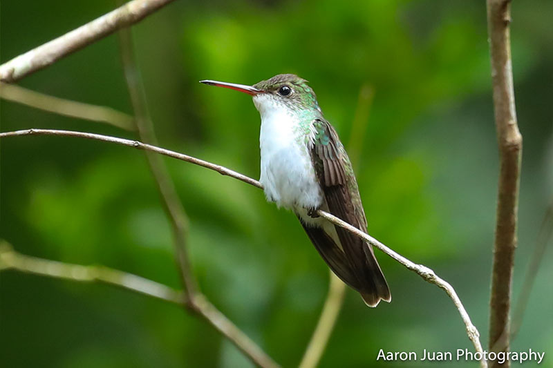 White Bellied Emerald