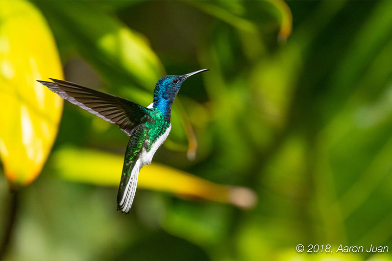 White necked Jacobin