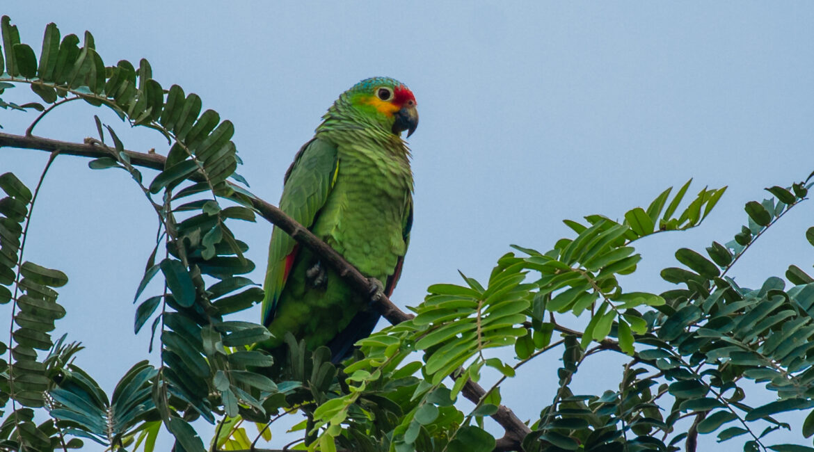 Red-lored Parrot -1