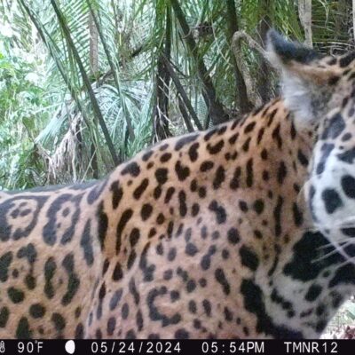 Jaguar TMNR