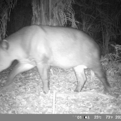 Tapir tmnr