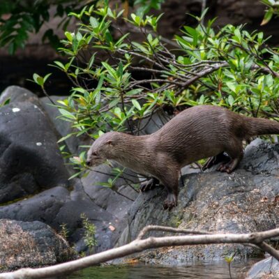 otter Tmnr